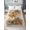 Soft Orange, Cream, Light Gray, Apricot, variant on King Flat Sheet Only Thanksgiving Autumn Pumpkins Soft Microfiber Cooling Bedding Sheets Farm Daisy Floral Art Flat Bed Sheet
