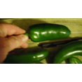 Giant Jalapeno Pepper Seeds Huge PODS Great Stuffers MILD (25 Seeds