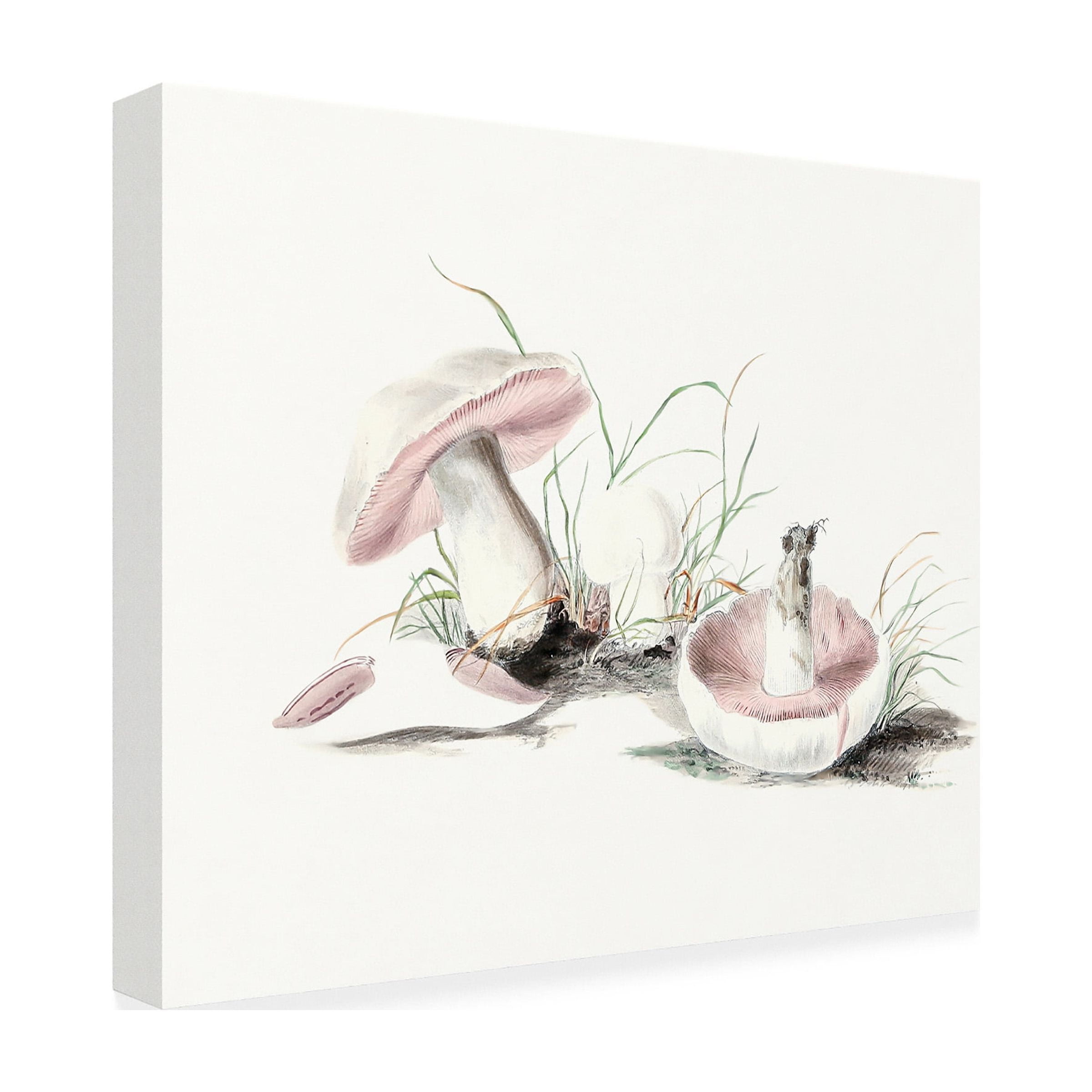 Pictufy 'Hand Drawn Field Mushroom' Canvas Art