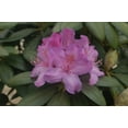 thumbnail image 2 of Boursault Rhododendron #2 Container Size, 2 of 4