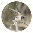 thumbnail image 2 of ODell, Debbie 20x20 White Modern Wood Framed Museum Art Print Titled - Ready Set Fly, 2 of 4