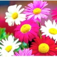 thumbnail image 2 of 500 Pyrethrum Seeds White yellow purple Perennial Tanacetum Chrysanthemum Painted Daisy Fresh Garden Seeds Heirloom, 2 of 9