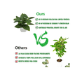 thumbnail image 4 of 4 Macetas Xtellar Plantas Artificiales Macetas Decorativas Bonsai blanco, 4 of 4