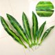 thumbnail image 5 of 10 piezas de plantas falsas Dracaena Fragrans hojas tropicales artificiales de una sola hoja verde para decoraciones de fiesta de cocina casera (verde oscuro), 5 of 5