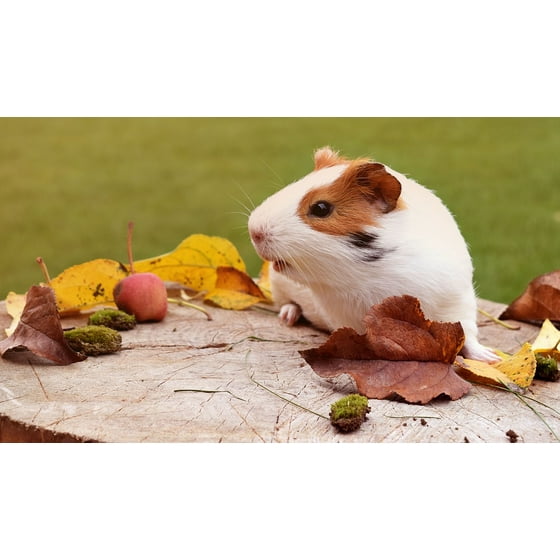 Framed Art For Your Wall Guinea Pet Autumn Animal Pig Fuzz Framed Art For Your Wall Guinea Pet Autumn Animal Pig Fuzz 10x13 Frame Com
