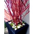 thumbnail image 2 of Red Dogwood Branches, Vase Filler Decor 30-36 Inches Tall - 100% All Natural, Grown and Shipped from Iowa, USA. - Vase Filler, Wedding Decoration (100 Branches), 2 of 3