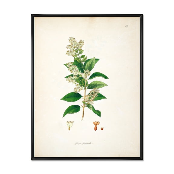 Designart 'Ancient Botanicals XVII' Farmhouse Framed Canvas Wall Art Print