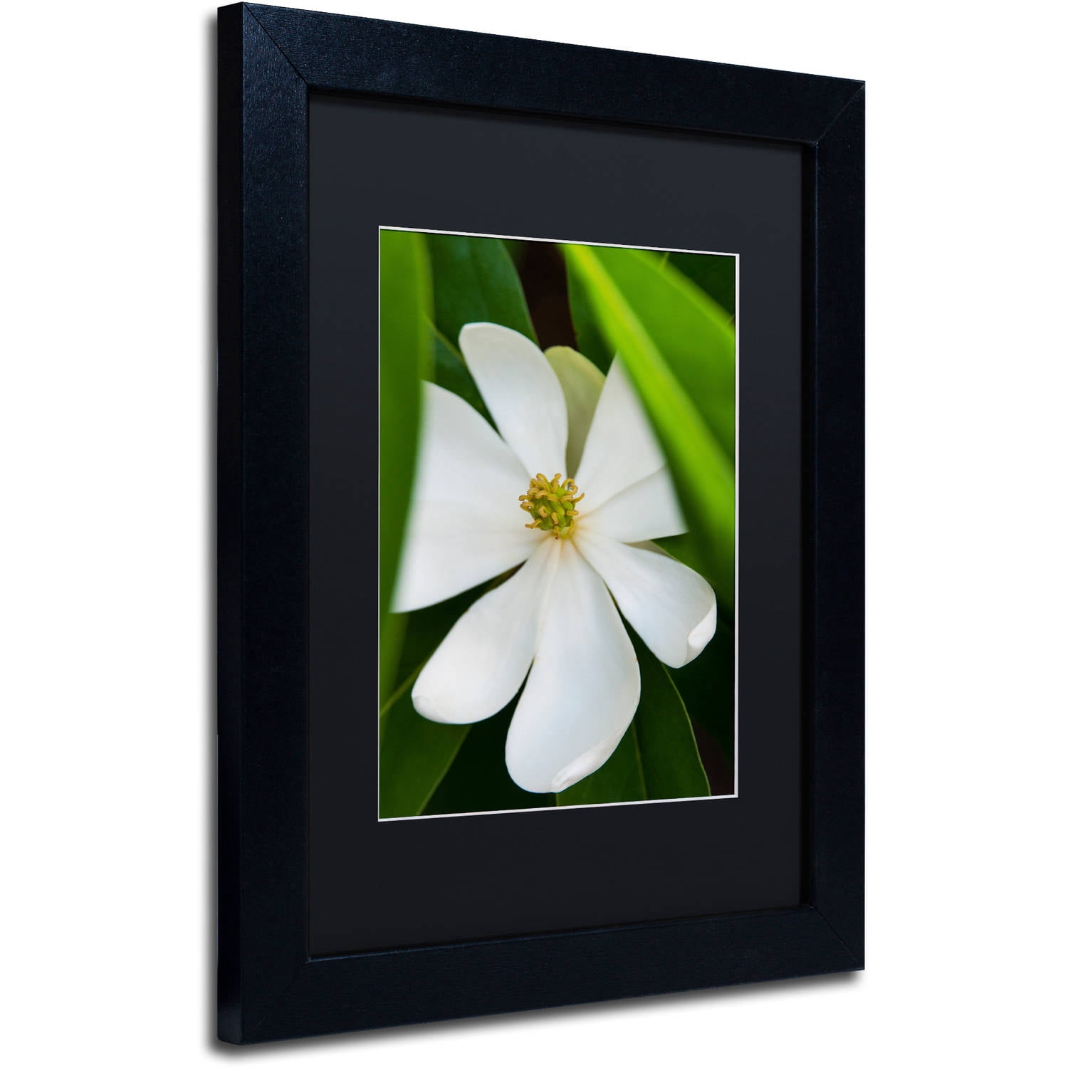 Trademark Fine Art "White Magnolia Flower" Canvas Art by Kurt Shaffer, Black Matte, Black Frame
