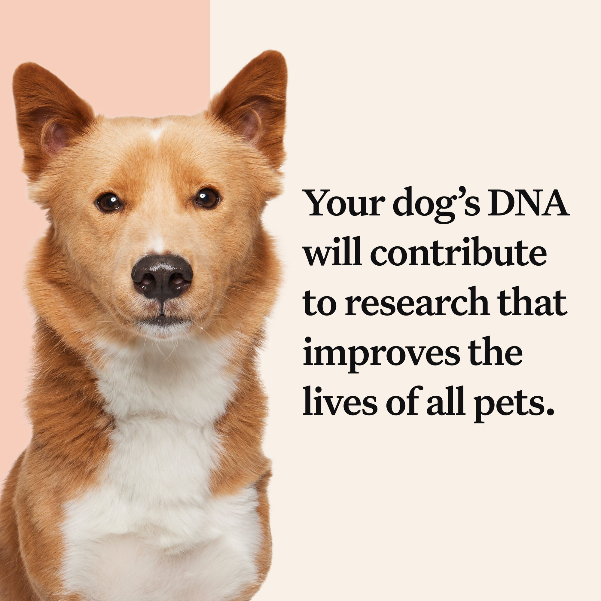 Walmart dog hot sale dna