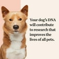 thumbnail image 6 of Wisdom Panel Premium, Breed Identification & Extensive Health Condition Identification, Dog DNA Test Kit, 6 of 8