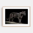 thumbnail image 2 of Portrait of a puma 02 - Photography Wildlife Animal Nature Cat Jungle Unframed Wall Art Print 12 x 18 inches, 2 of 7