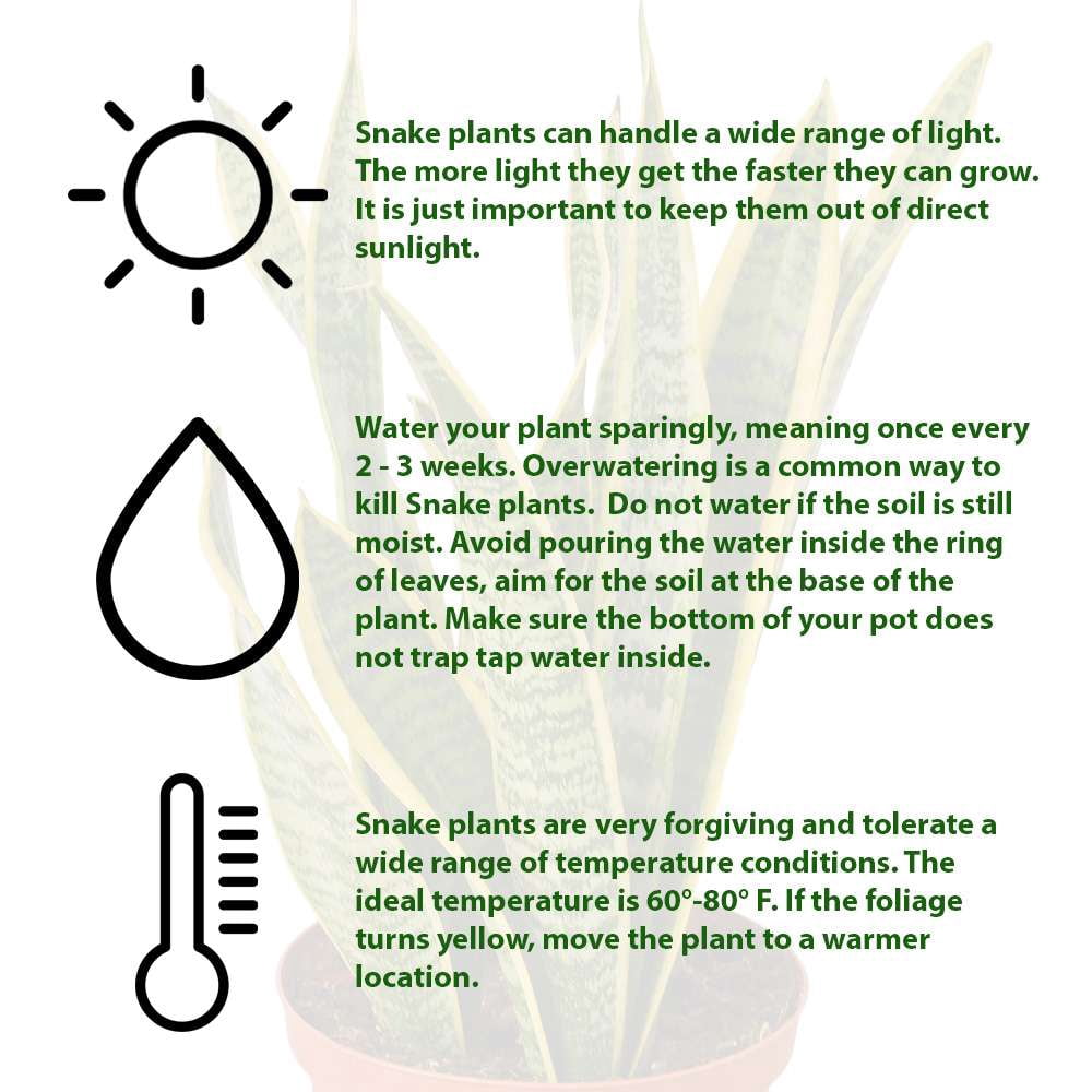 Snake Plant Laurentii | Sansevieria Trifasciata Live Plant for Indoor | Different Houseplants in 4'' & 6'' Pot | Real House Plant for Livingroom | Mother-in-law's Tongue