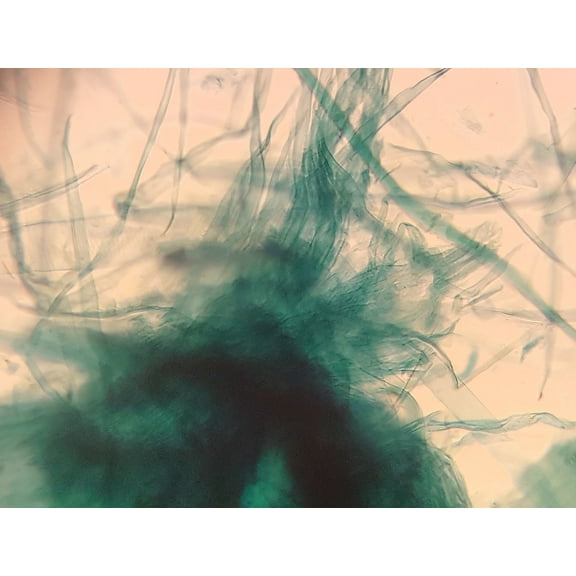 Pine (Gymnosperms) Wood Maceration; Whole-mount by Go Science Crazy