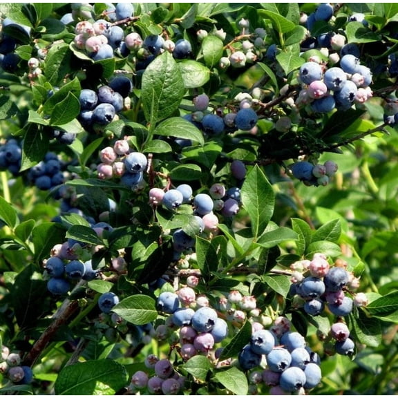 Jewel Blueberry Plant 4-7" Tall for Planting, Southern Highbush Blueberry Bush Tree, Blueberry Sweet Fruit plant for Garden