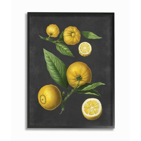 Stupell Industries Botanical Drawing Lemons On Black Design Framed Wall Art by Lettered and Lined