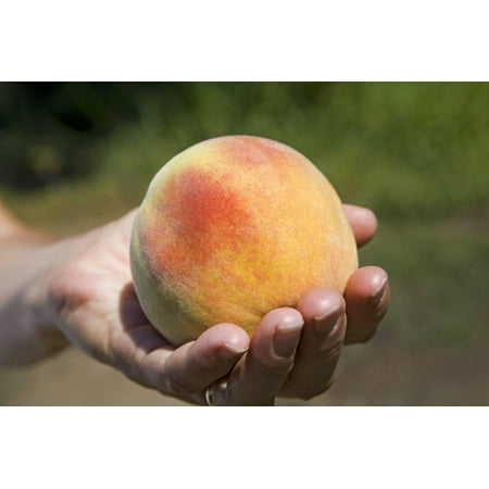 A Large, Freestone Peach from the Kimberly Orchards in Central Oregon Print Wall Art By Buddy