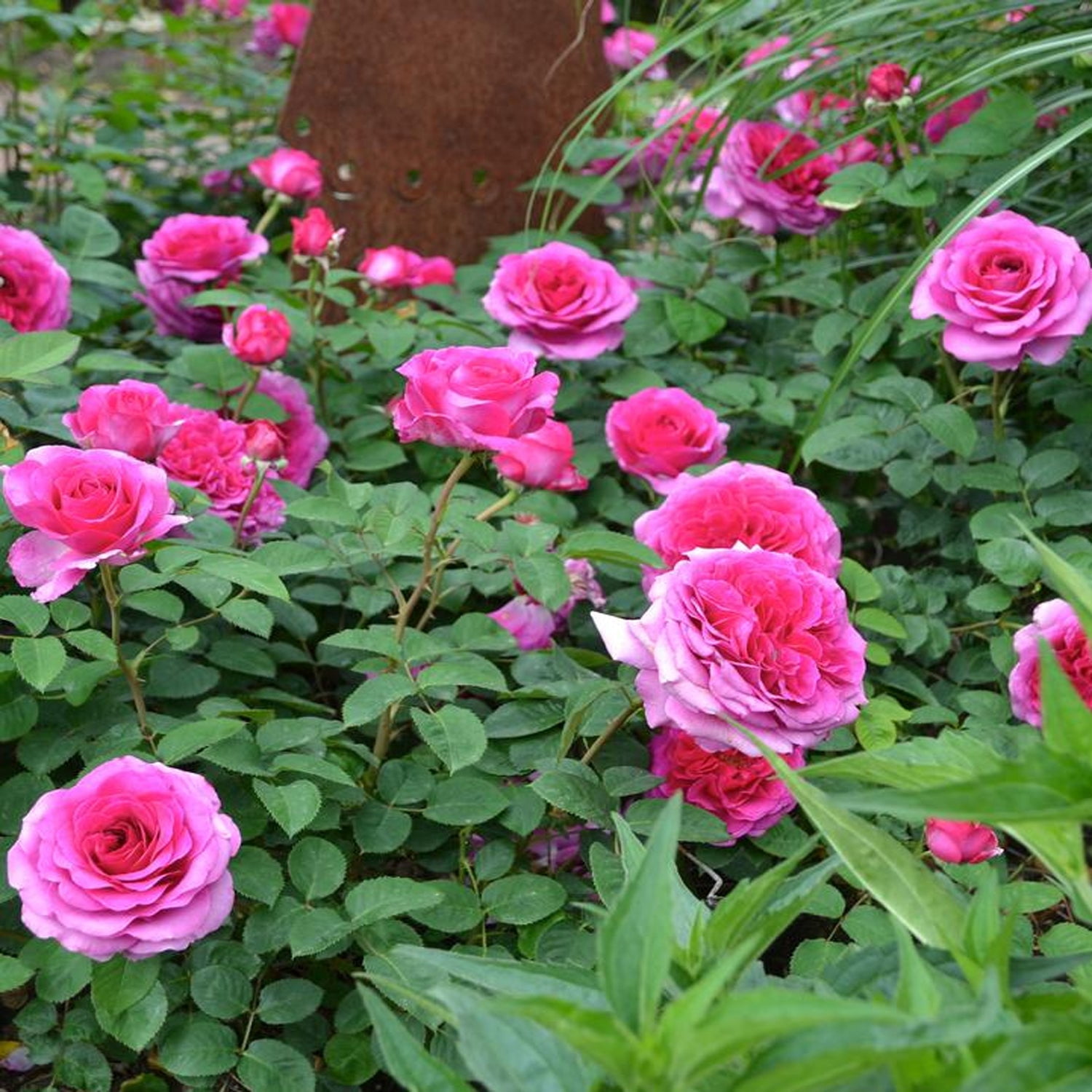 Roseさん専用 Expert Gardener 12-18