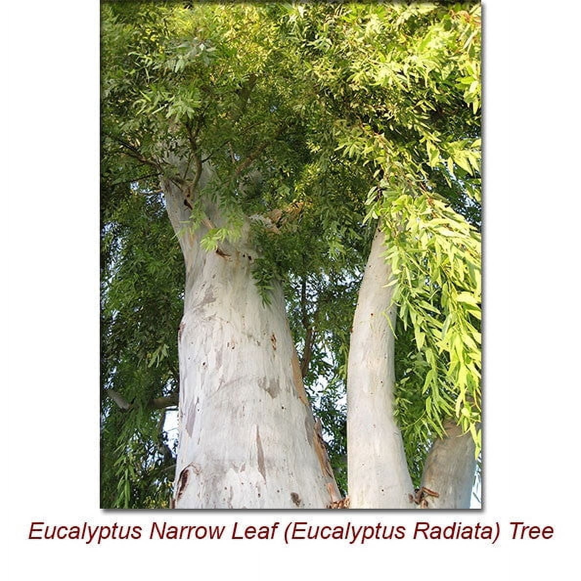 Eucalyptus Radiata Organic Essential Oil 10 ml (1/3 fl oz) - 100% Pure and Natural by Silky Scents