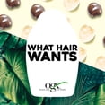 thumbnail image 5 of OGX Hydrate & Defrizz Kukui_ Oil Shampoo, 13 Oz, 5 of 6
