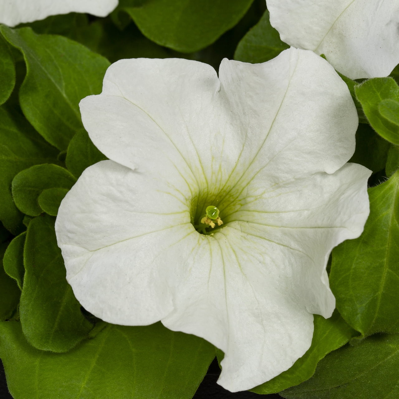 Expert Gardener 1.5gal White Petunia Live Annual Plant Hanging Basket Sun
