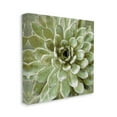 thumbnail image 2 of Stupell Industries Succulent Plant Abstract View Botanical & Floral Painting Gallery Wrapped Canvas Print Wall Art, 2 of 5