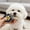 Blue, variant on Extra Fine Stainless Steel Dog Eye Comb,Professional Eye Comb for Pets,Portable Eye Gunk Removal Grooming Tool,Tear Stain Remover Comb for Dogs,Compact & Portable,Gentle Round-Head Grooming Tool