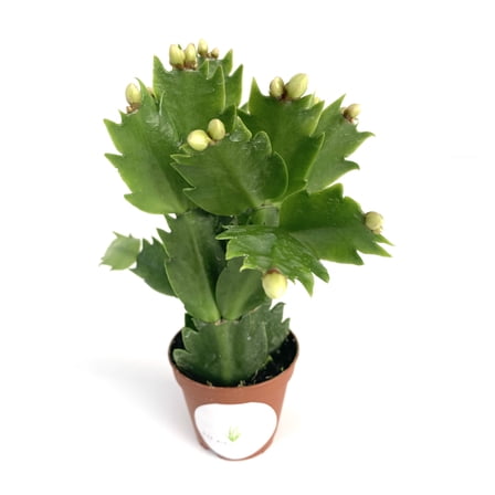 White Flower Christmas Cactus Schlumbergera, 2" Pot