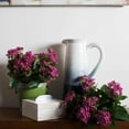 thumbnail image 4 of Decoración floral artificial Vickerman Kalanchoe Bush rosa intenso, 4 of 4