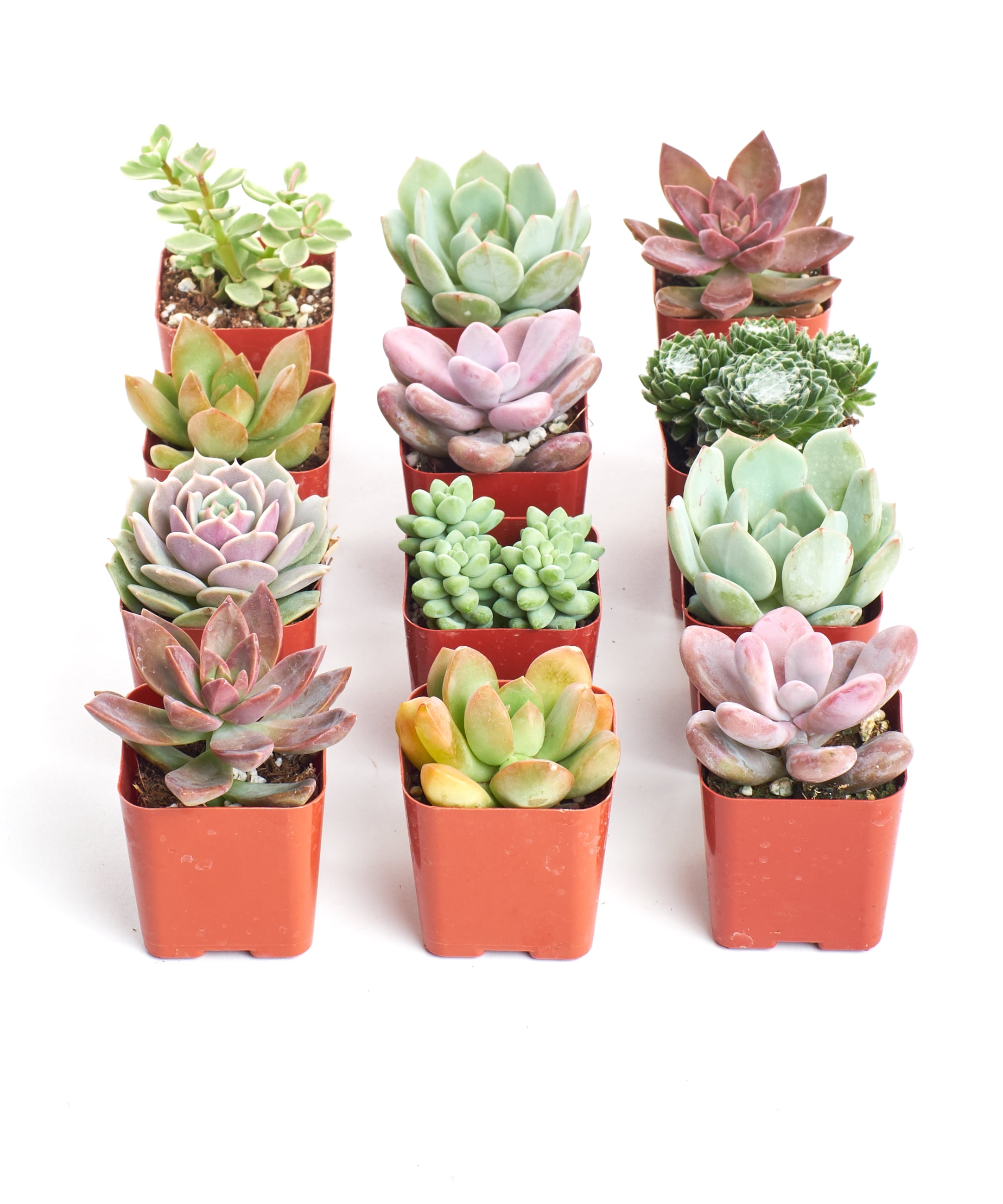 Home Botanicals Premium Pastel Succulent (Collection of 12)