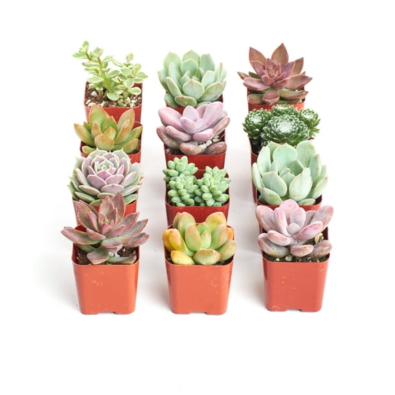 Home Botanicals Premium Pastel Succulent (Collection of 12)