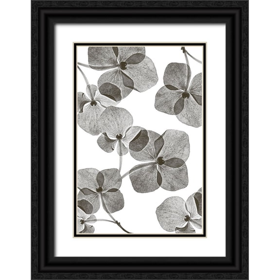 Lenka 11x14 Black Ornate Wood Framed with Double Matting Museum Art Print Titled - Botanical 39