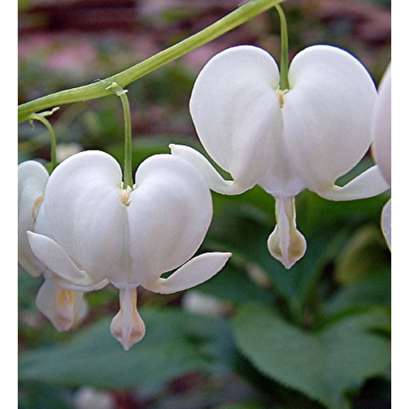 White Bleeding Hearts - Dicentra alba - Great in Shade - Gallon Pot