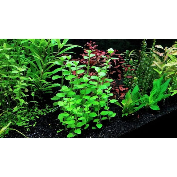 Mint Charlie (Micromeria Brownei) Size: Bunch 3-5 Stems Live Aquarium Plants BUY 2 GET 1 FREE