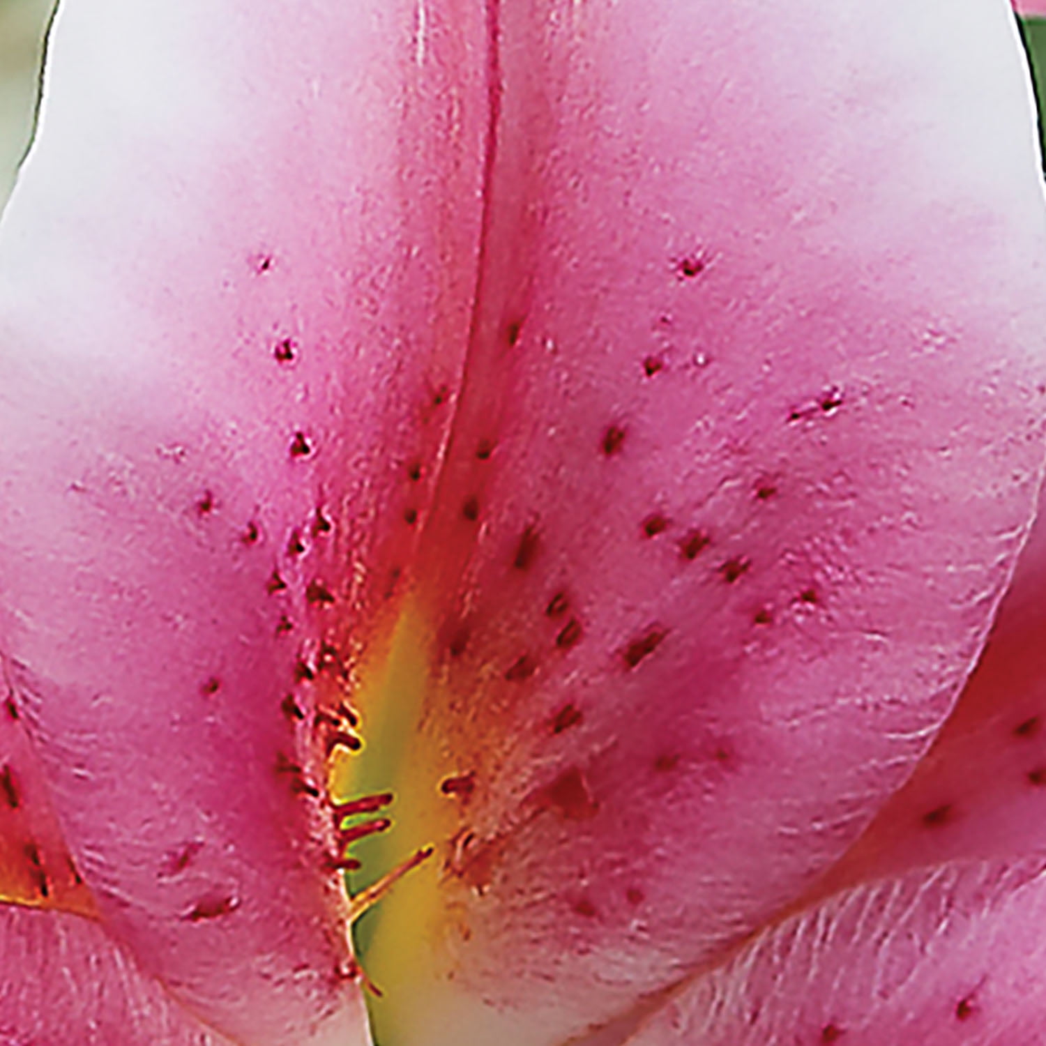 邦楽 LILLY Foxley Hybrid Lily | Tulip World | 27312