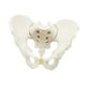 thumbnail image 5 of Modelo de pelvis masculina,Modelo médico de esqueleto modelo de pelvis masculina,Modelo de esqueleto masculino Modelo de pelvis masculina flexible,Modelo de esqueleto flexible Modelo pélvico, 5 of 9