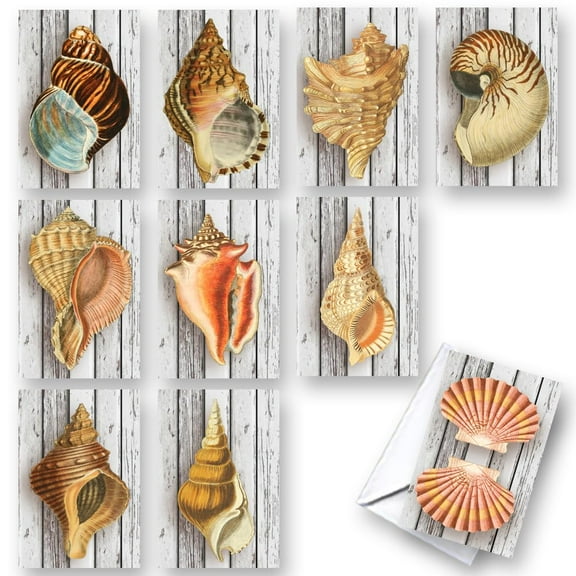 Conch Seashells All-Occasion Blank Note Greeting Cards | 10 Pack Assortment Bulk Variety Set (4x6)