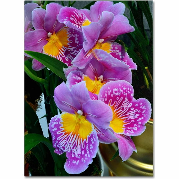 Trademark Fine Art "Happy Orchids" Canvas Art by Kurt Shaffer
