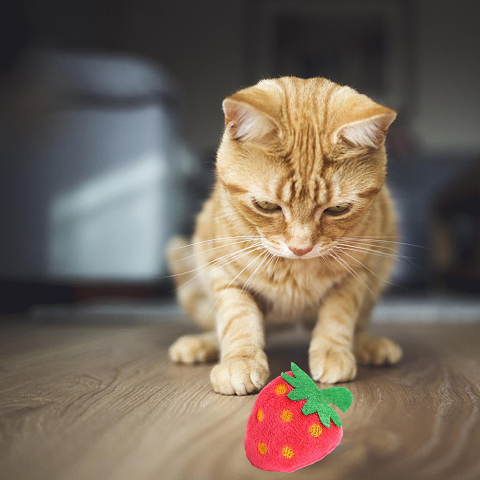 Cat Keeps Chewing Off Soft Paws