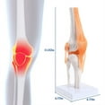 thumbnail image 7 of Anatomical Knee Joint with Ligaments Model, Human 1:1 Life Size, for Science Classroom Study, Display Teaching B, 7 of 7