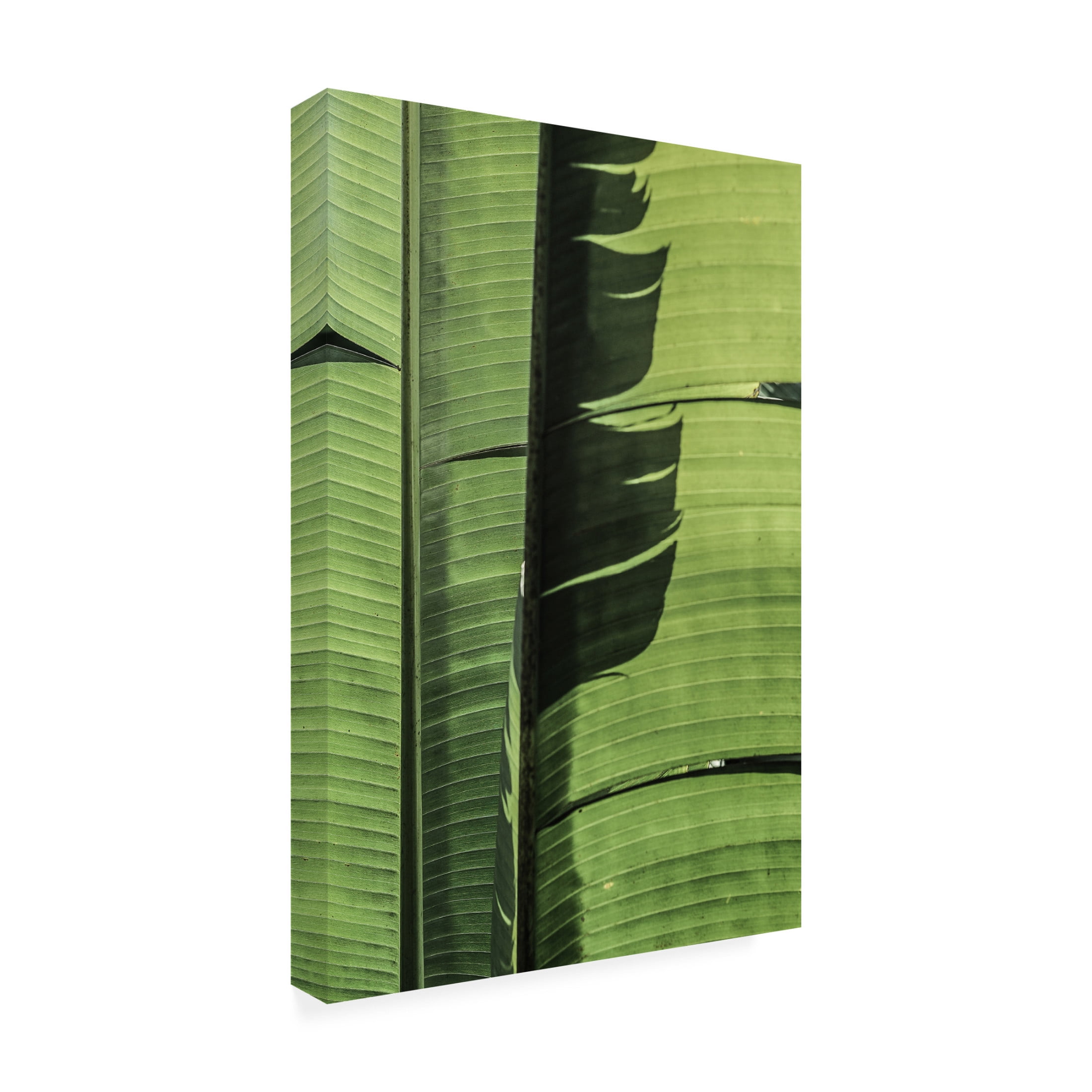 Trademark Fine Art Shot by Clint Tropical Dance Canvas Wall Art