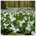 thumbnail image 4 of Everwilde Farms - 40 White Trillium Native Wildflower Seeds - Gold Vault Seed Packet, 4 of 5