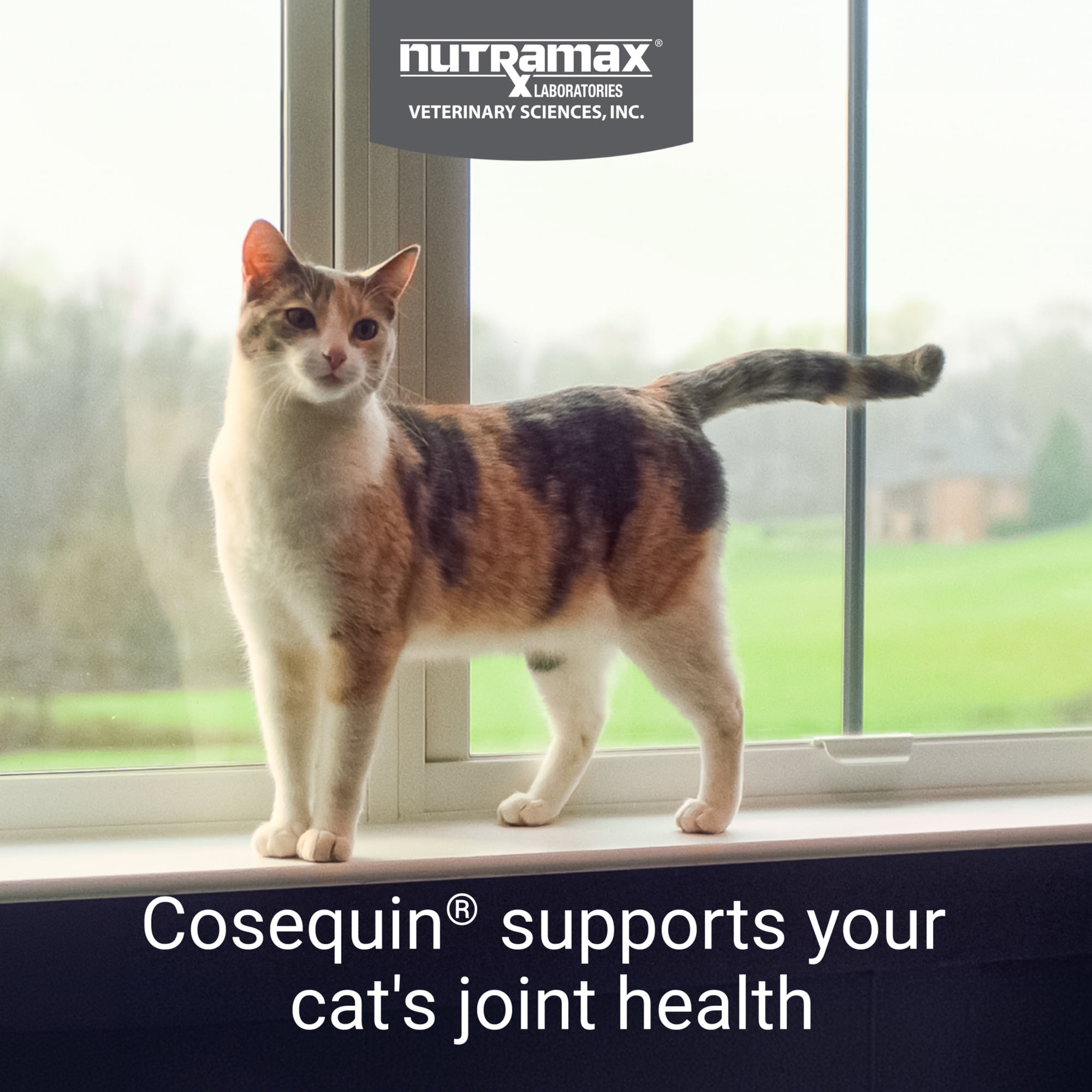 Nutramax Cosequin for Cats Joint Health Supplement, Soft Chews, 60 Count