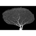 thumbnail image 3 of Murdock, Ramona 18x13 Black Modern Framed Museum Art Print Titled - Fan Coral Drama, 3 of 5