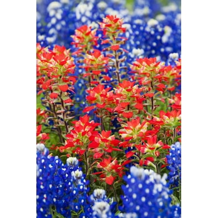 Terry Madden Art - Indian Paintbush and Bluebonnet Flowers Print Wall Art By Terry Eggers