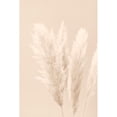 thumbnail image 3 of 1x Studio III 13x18 Black Modern Framed Museum Art Print Titled - Pampas Grass Beige 02, 3 of 5
