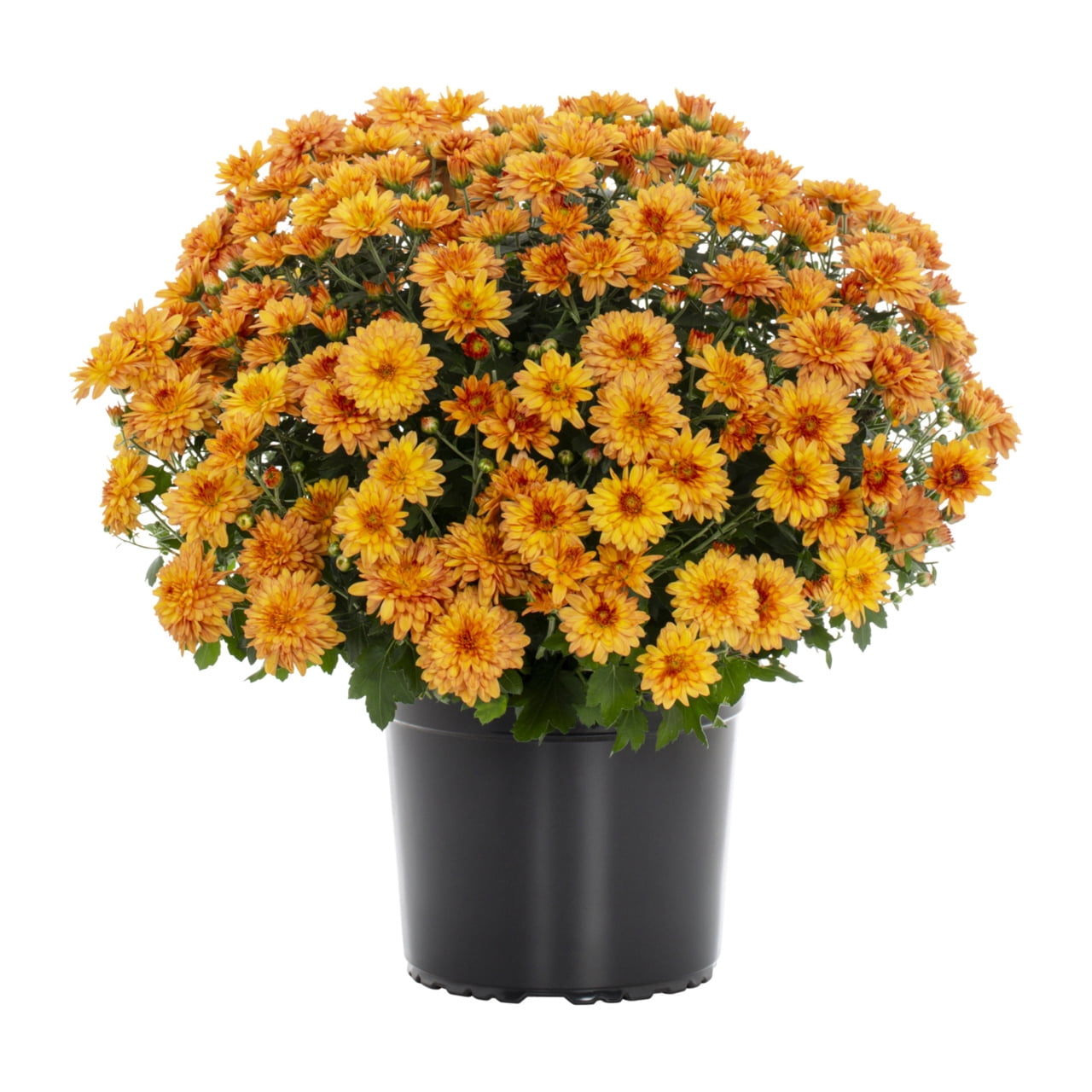 Expert Gardener Orange Garden Mum Live Plant, 2-Pack, 3 qt Grower Pot