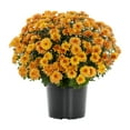 thumbnail image 3 of Expert Gardener 12 Inch Orange Chrysanthemum Live Fall Plant 3.0QT Grower's Pot Sun 2-Pack Easy to Grow, 3 of 10