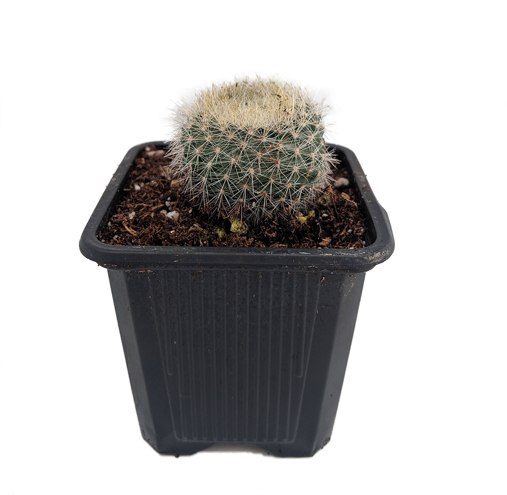 Download Scarlet Ball Cactus Brasilicactus Haselbergii 2 5 Pot Walmart Com Walmart Com