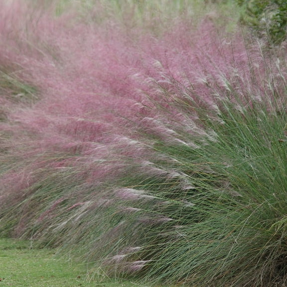 National Plant Network 1 gal Pink Muhly Grass Live Perennial with Full Sunlight
