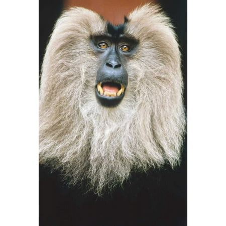Lion-tailed Macaque calling India Poster Print by Konrad (Best International Calling App To India)